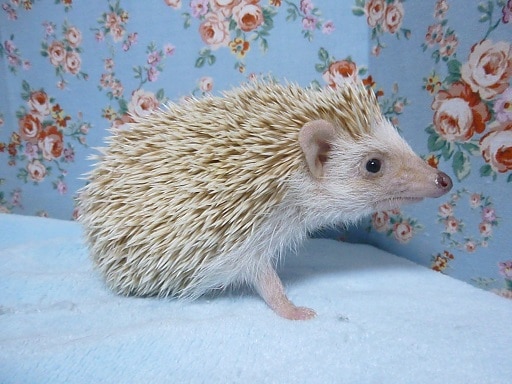 ハリネズミ（ヨツユビハリネズミ）