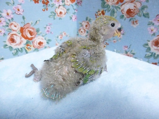 コザクラインコ（小桜インコ）