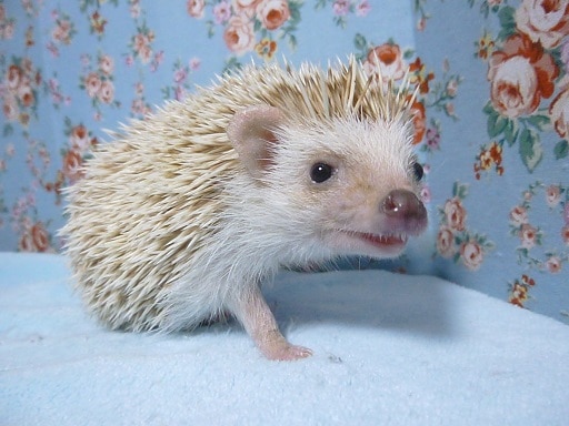 ハリネズミ（ヨツユビハリネズミ）