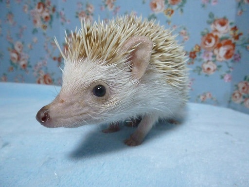 ハリネズミ（ヨツユビハリネズミ）