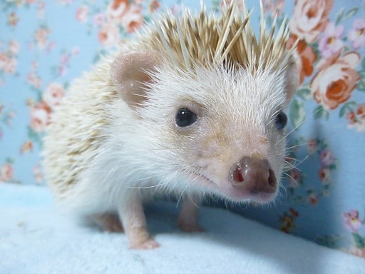 ハリネズミ（ヨツユビハリネズミ）