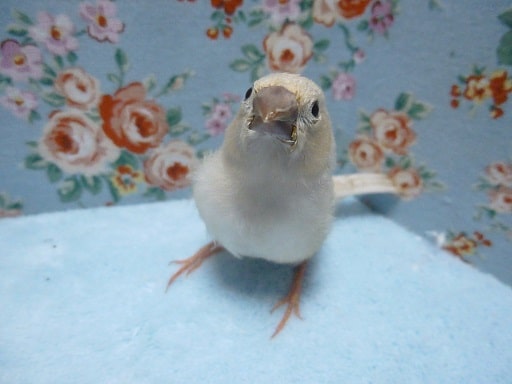 錦花鳥（キンカチョウ）