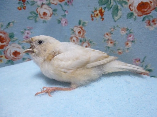 錦花鳥（キンカチョウ）