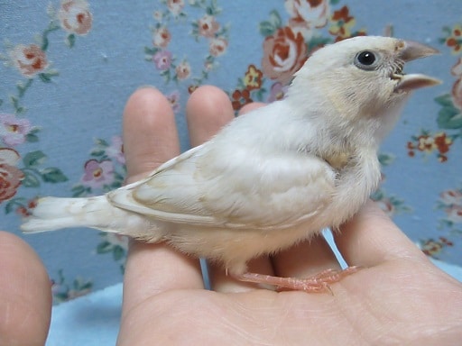 錦花鳥（キンカチョウ）