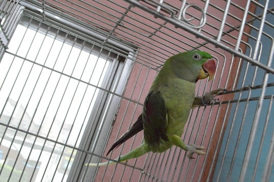 オオホンセイインコ