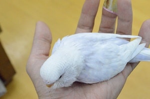 ジャンボセキセイインコ