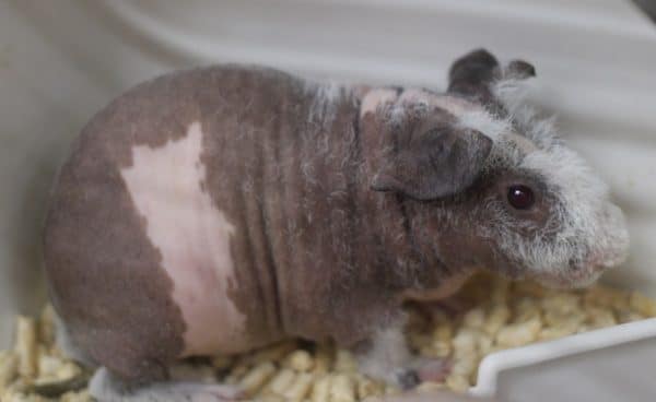 スキニーギニアピッグ