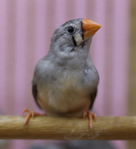 錦花鳥（キンカチョウ）