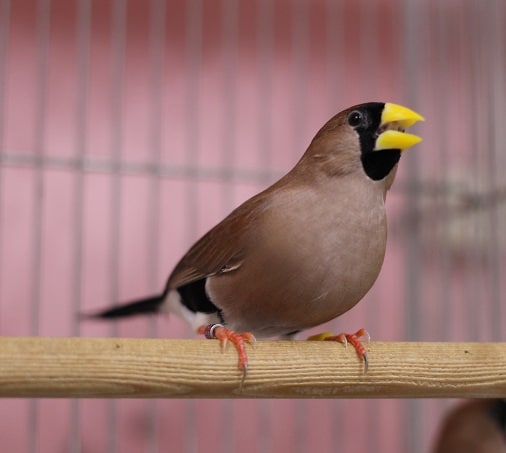 キバシキンセイチョウ