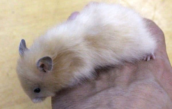 ゴールデンハムスター