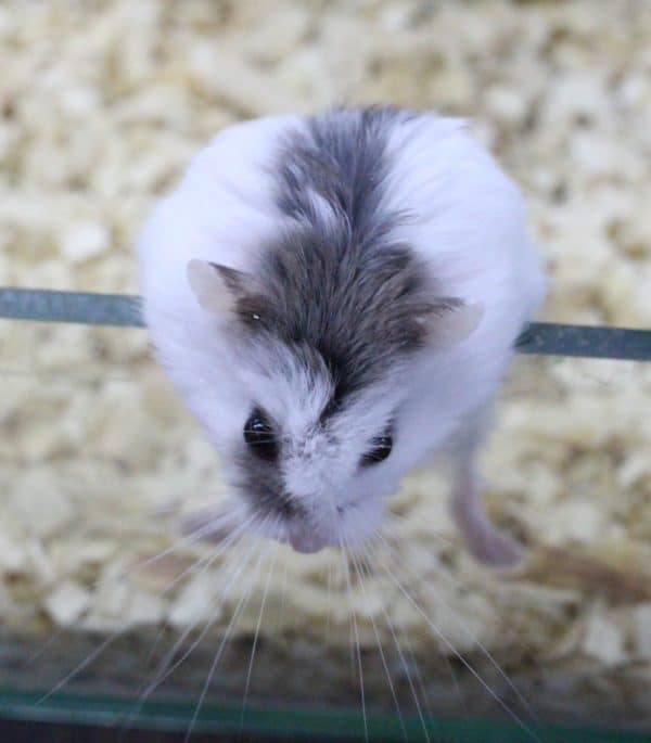  ロボロフスキーハムスター