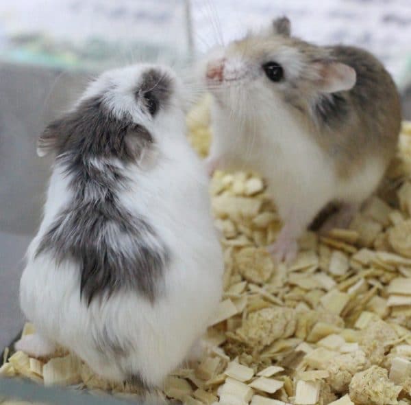  ロボロフスキーハムスター