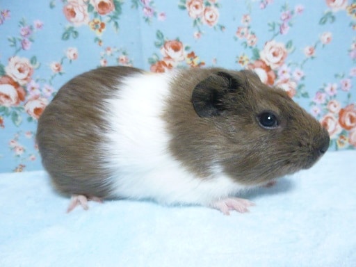 イングリッシュモルモット