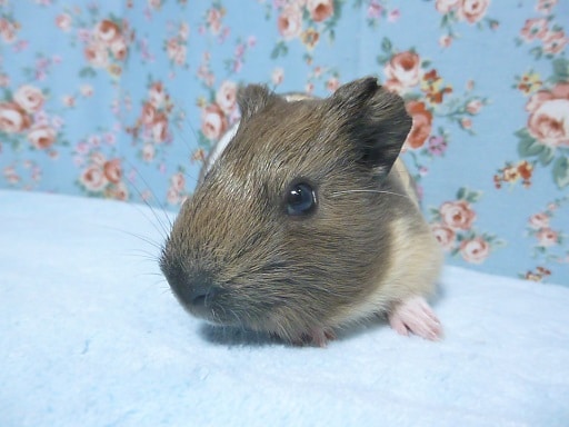 イングリッシュモルモット