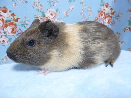 イングリッシュモルモット