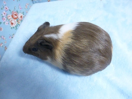 イングリッシュモルモット