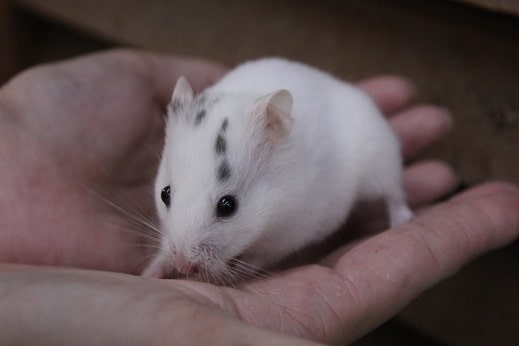 ゴールデンハムスター