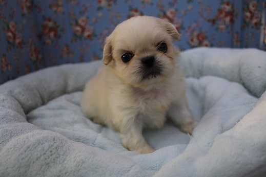 アザラシ似?!ペキニーズの男の子 ペキニーズ