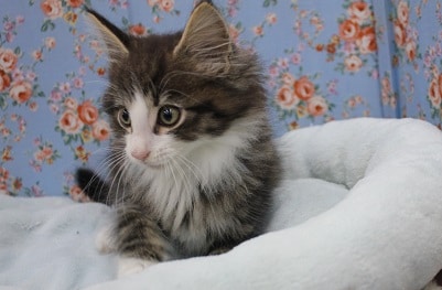 ノルウェージャンフォレストキャット