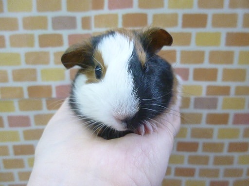 イングリッシュモルモット