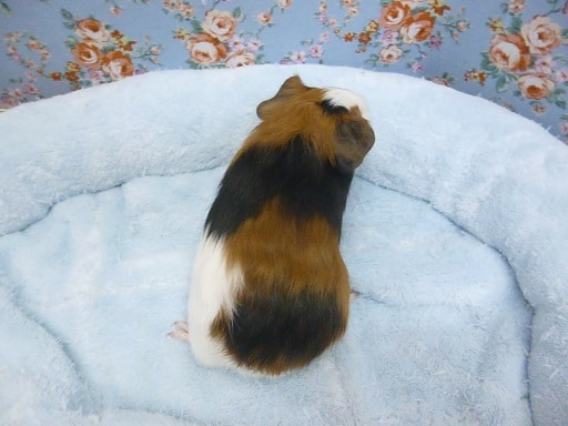 イングリッシュモルモット