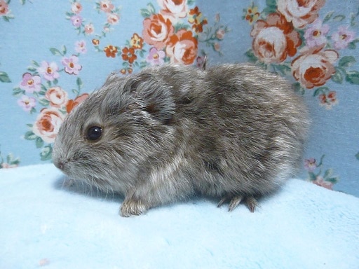 イングリッシュモルモット