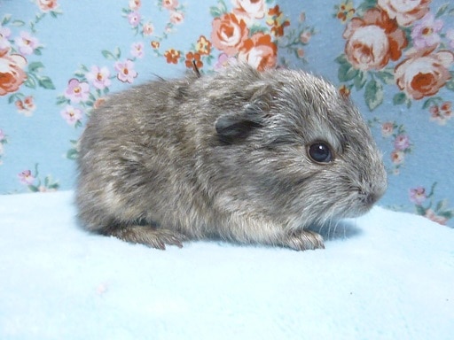 イングリッシュモルモット