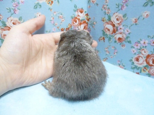 イングリッシュモルモット