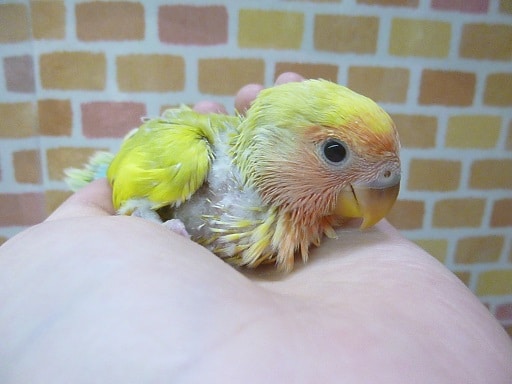 コザクラインコ（小桜インコ）