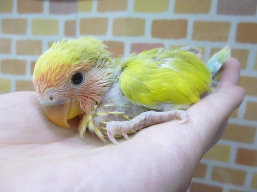 コザクラインコ（小桜インコ）