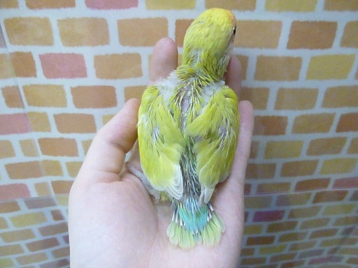 コザクラインコ（小桜インコ）