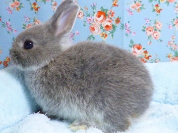 ミニウサギ