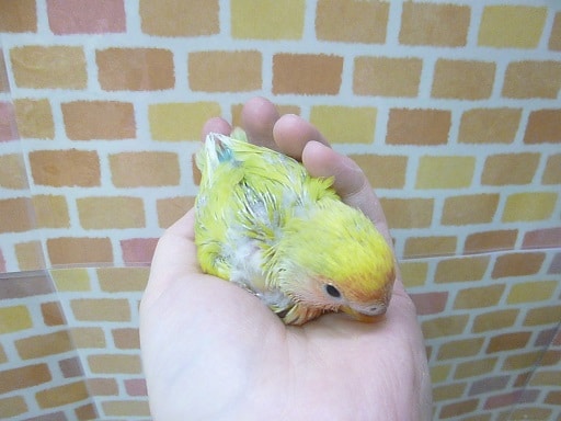 コザクラインコ（小桜インコ）