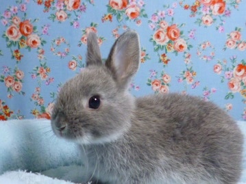 ミニウサギ