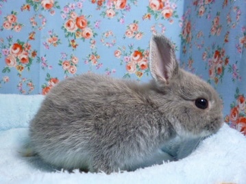 ミニウサギ