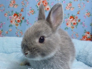 ミニウサギ