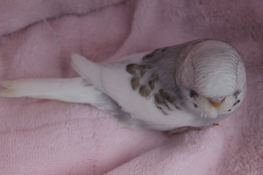 ジャンボセキセイインコ