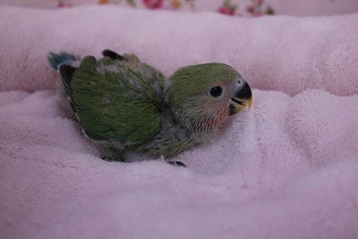 コザクラインコ（小桜インコ）