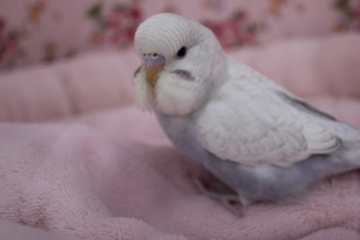 ジャンボセキセイインコ