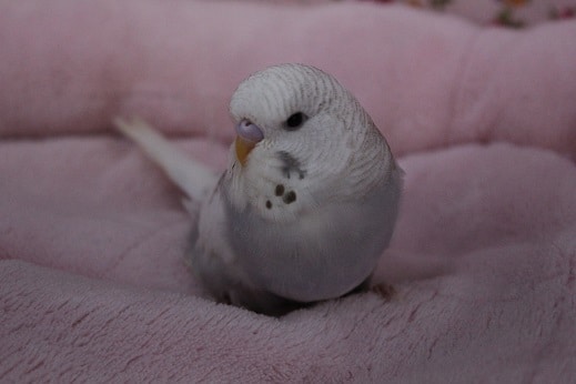 ジャンボセキセイインコ