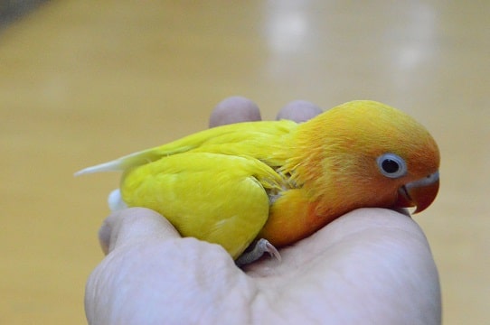 ボタンインコ