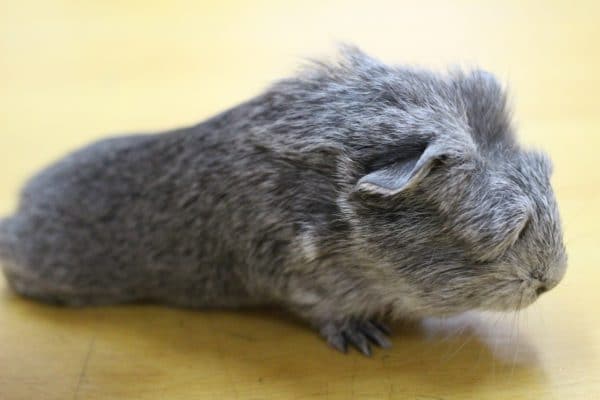 アメリカンクレステッドモルモット