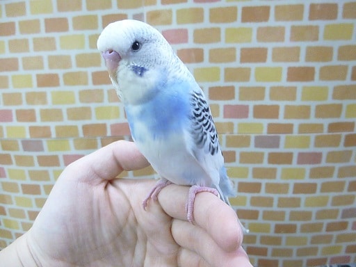 ジャンボセキセイインコ