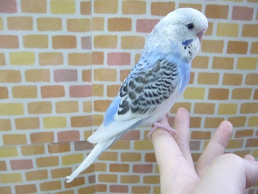 ジャンボセキセイインコ