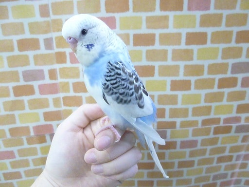 ジャンボセキセイインコ