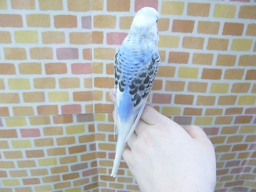 ジャンボセキセイインコ