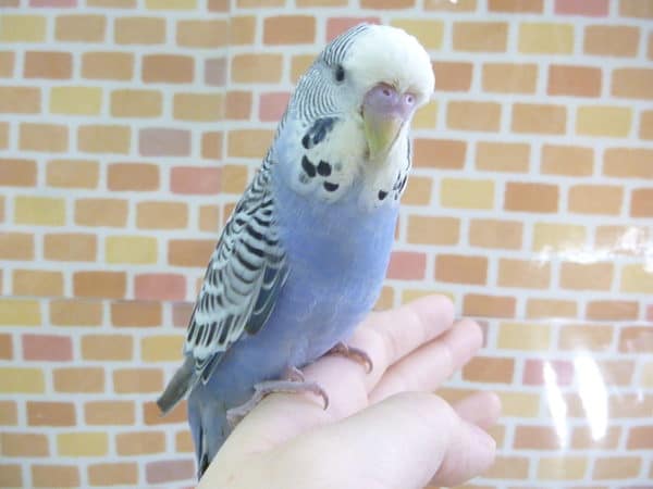 ジャンボセキセイインコ