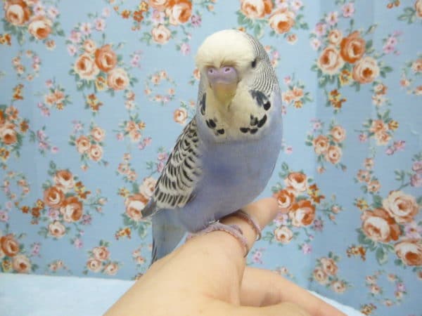 ジャンボセキセイインコ