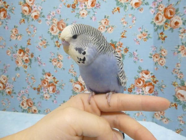 ジャンボセキセイインコ