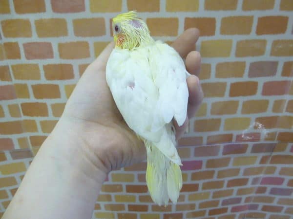手乗りオカメインコ ルチノー ヒナ 9月19日 オカメインコ